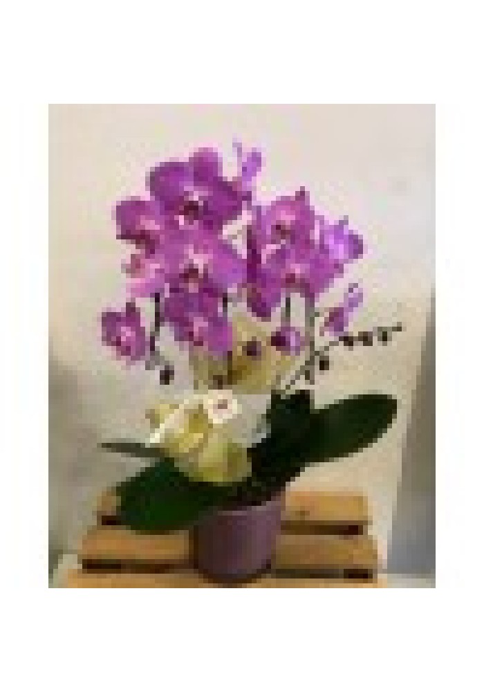 Orquidea 2hastes cachepô de vidro