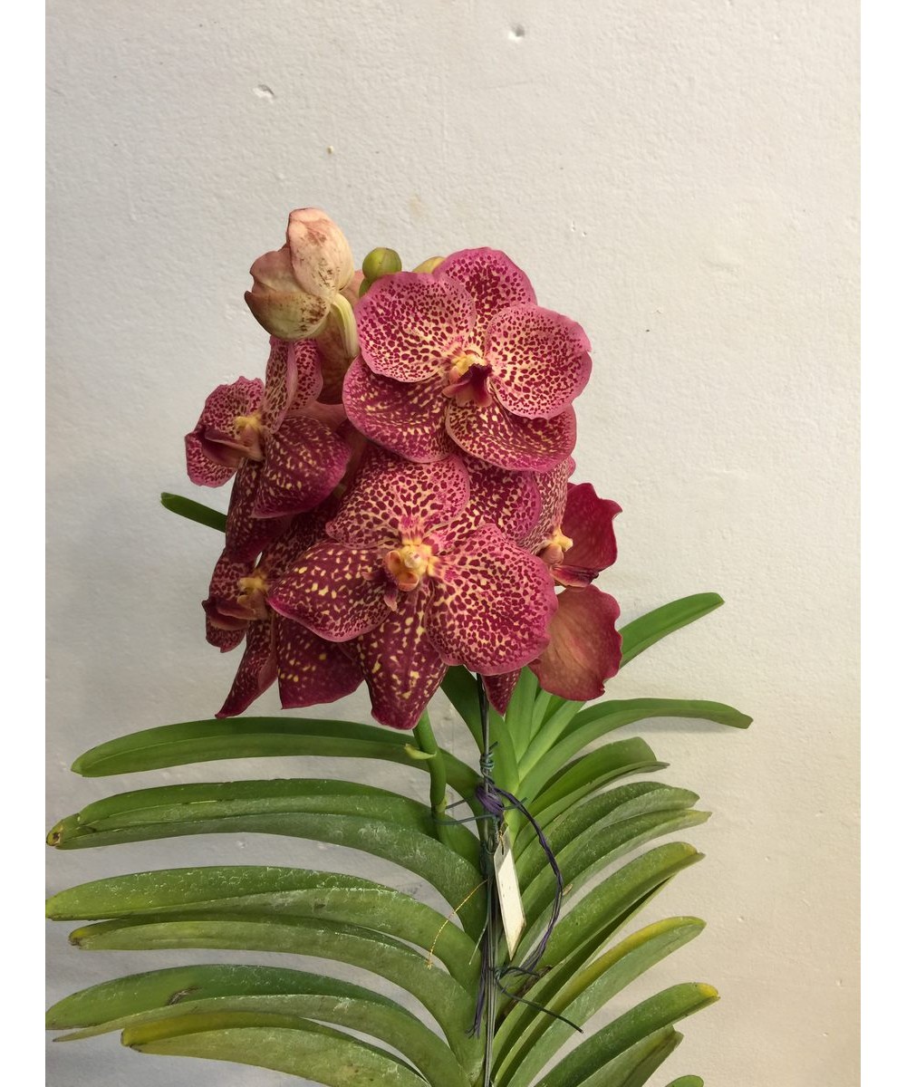 Orquídea Vanda- Iara Flores