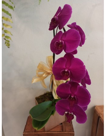 Orquídea  no cachepot  de madeira (rústico)