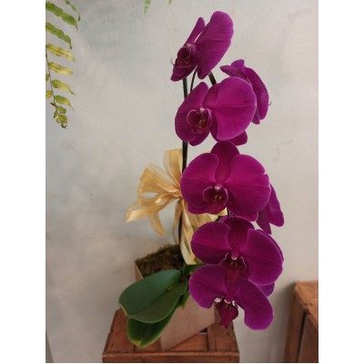 Orquídea  no cachepot  de madeira (rústico)