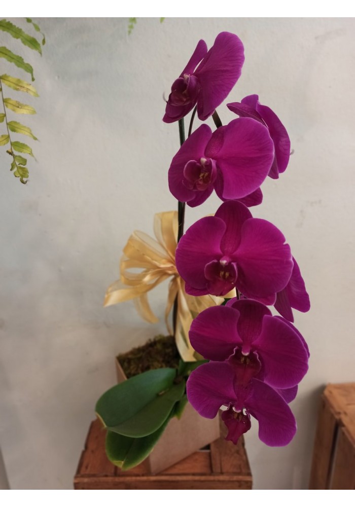 Orquídea  no cachepot  de madeira (rústico)