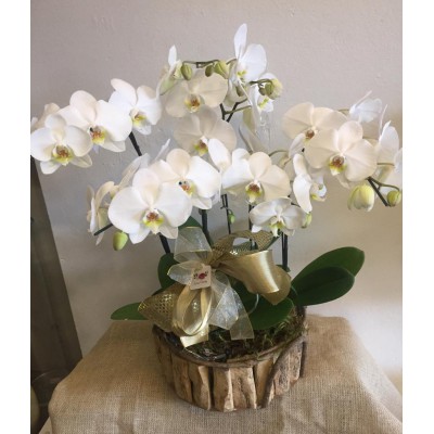 Orquídeas (arranjo 3 orquideas o cachepô madeira)
