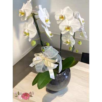 Orquídea cascata  cachepô vitrificado