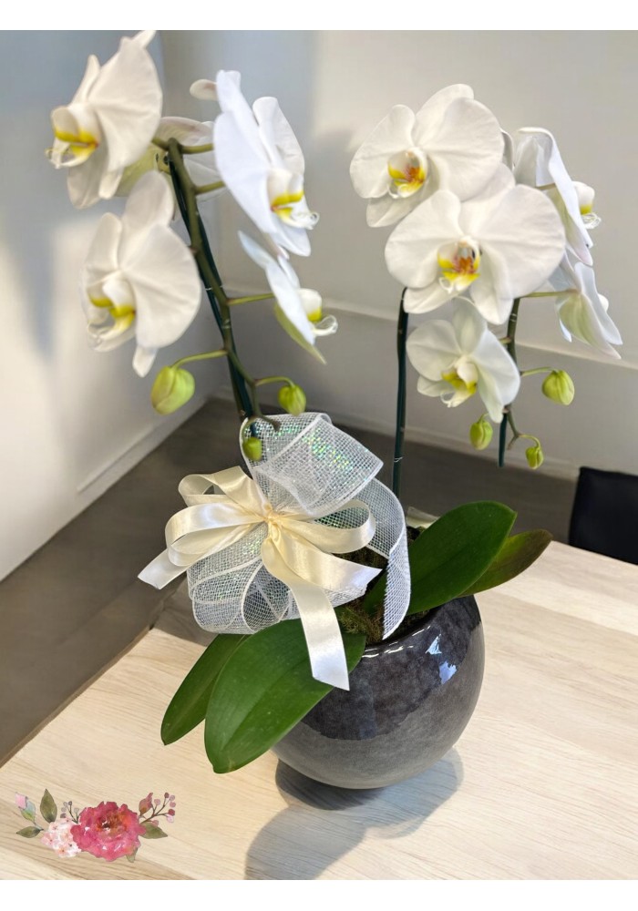 Orquídea cascata  cachepô vitrificado