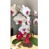 Orquídea  no cachepot  Rústico