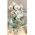 Orquídea embalada papel presente