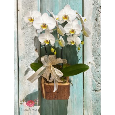 Orquídea  no cachepot  Rústico