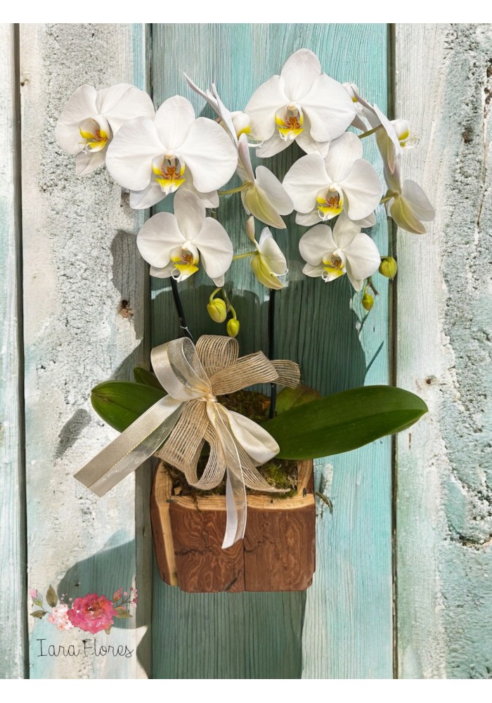 Orquídea  no cachepot  Rústico