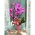 Orquídea  no cachepot  Rústico