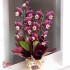 Orquídea embalada papel presente