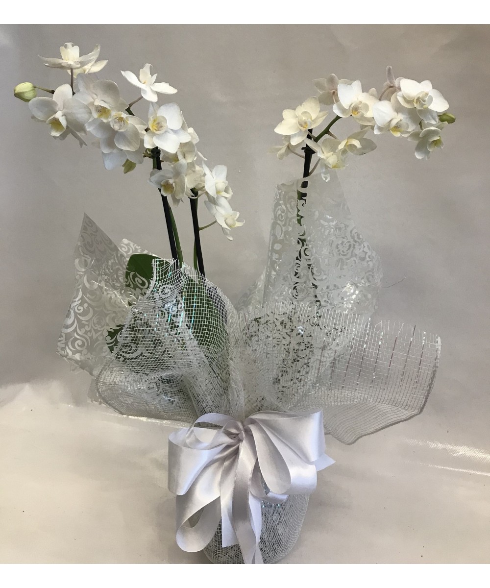 Orquídea embalada papel presente - Iara Flores