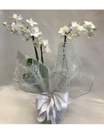 Orquídea embalada papel presente