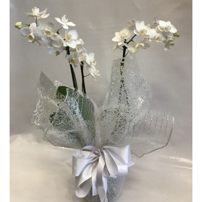 Orquídea embalada papel presente