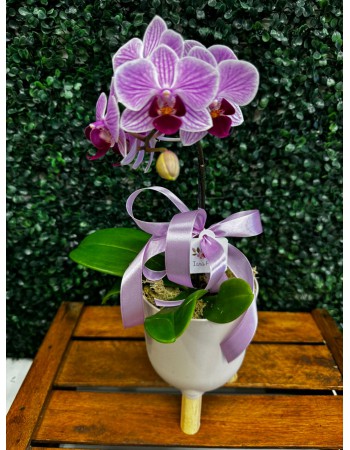 Mini orquídea 