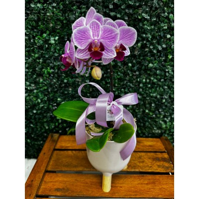 Mini orquídea 