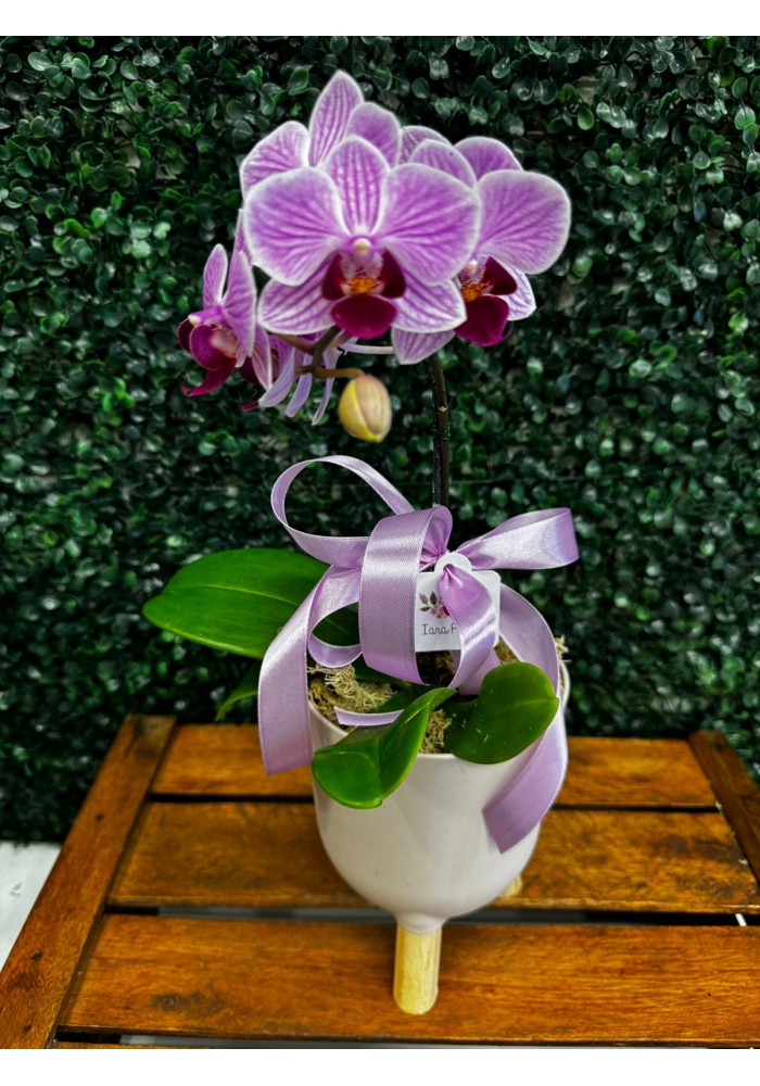 Mini orquídea 