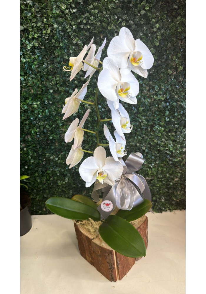 Orquídea no cachepot madeira 