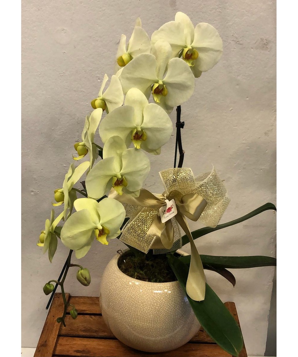 Orquídea cascata cachepô vitrificado- Iara Flores