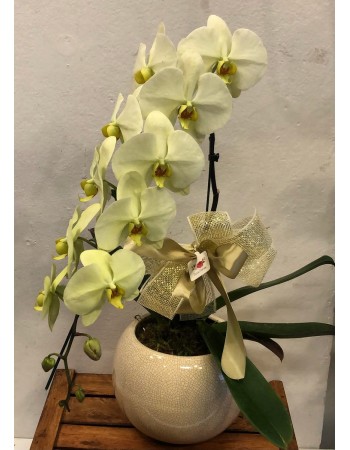 Orquídea cascata  cachepô vitrificado