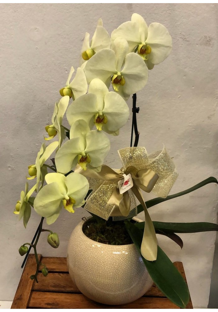 Orquídea cascata  cachepô vitrificado