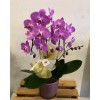 Orquidea 2hastes cachepô de vidro