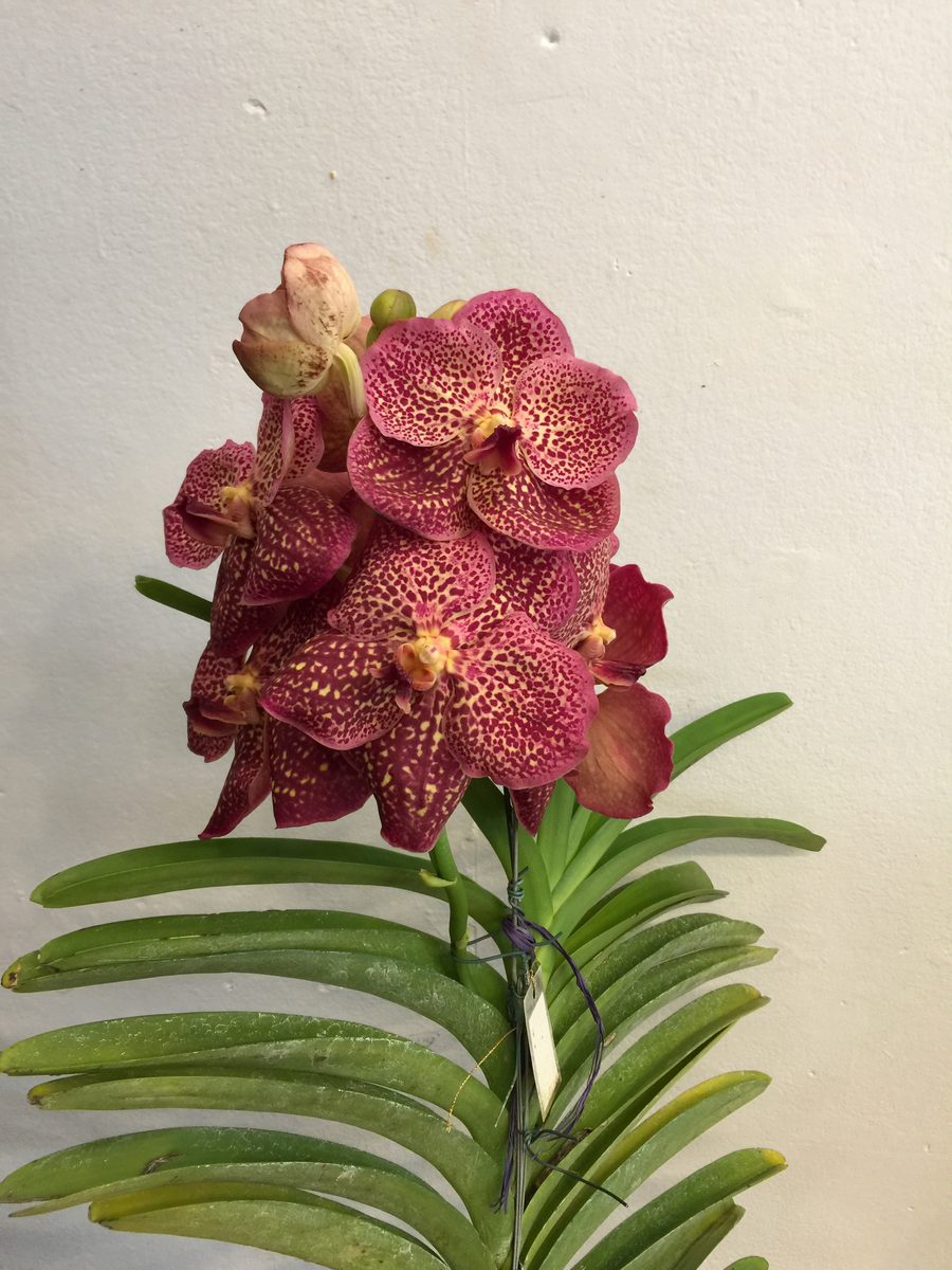Orquídea Vanda