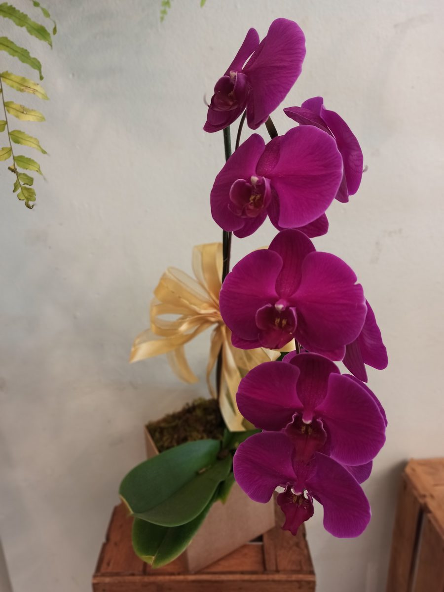 Orquídea  no cachepot  de madeira (rústico)