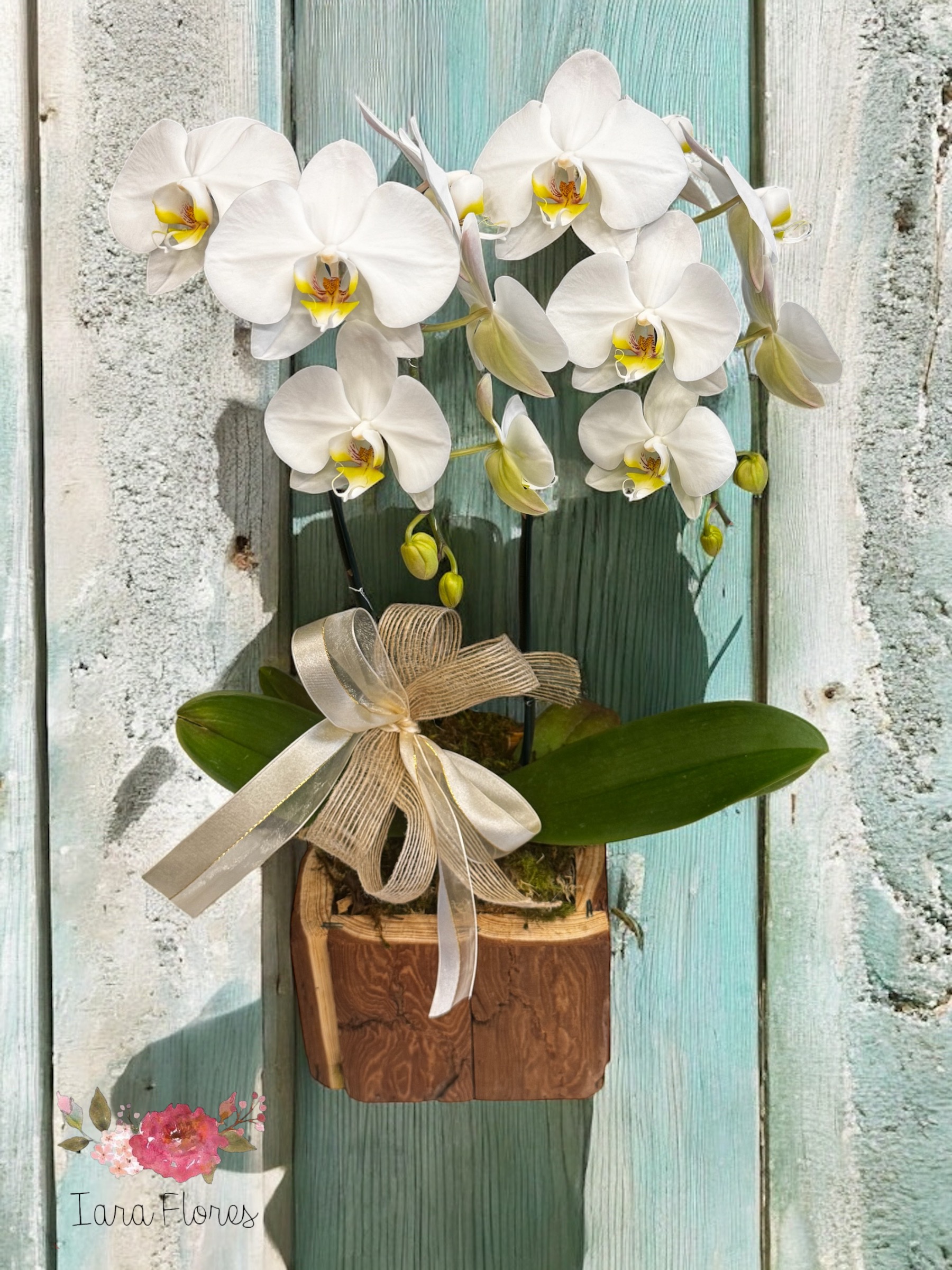 Orquídea  no cachepot  Rústico