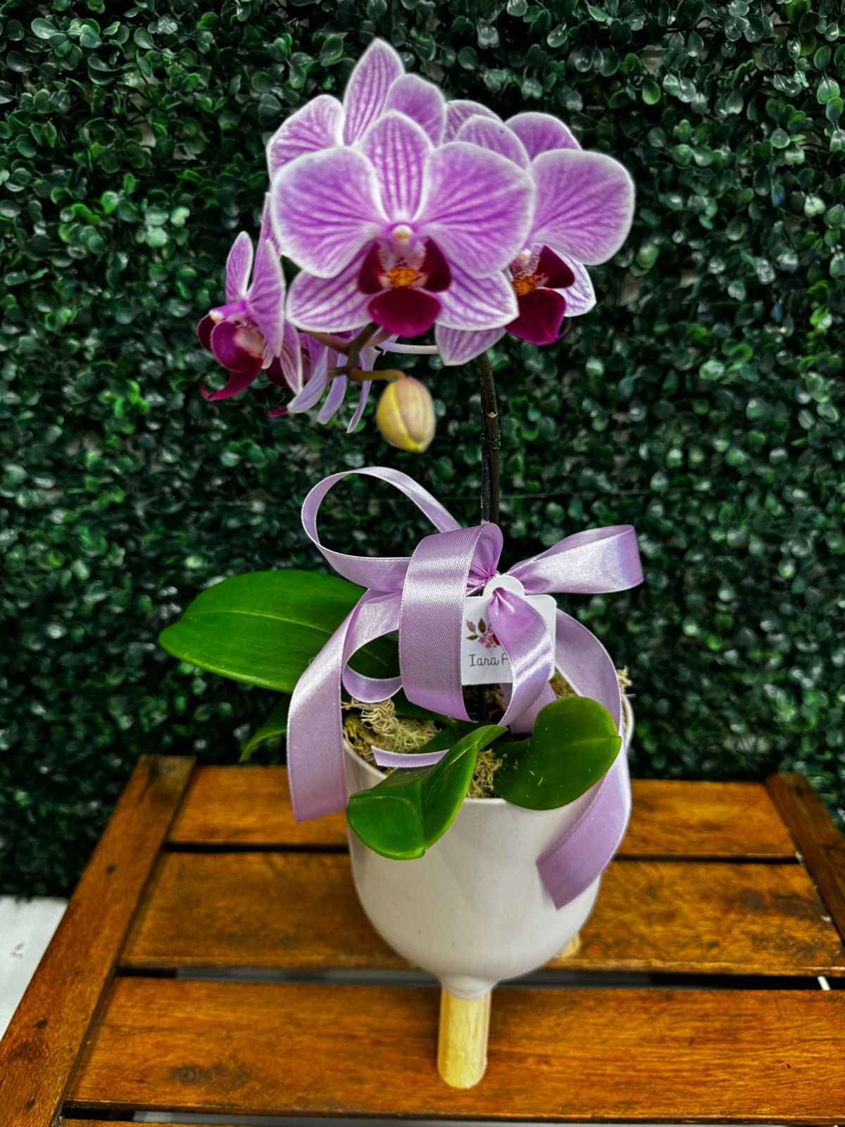 Mini orquídea 