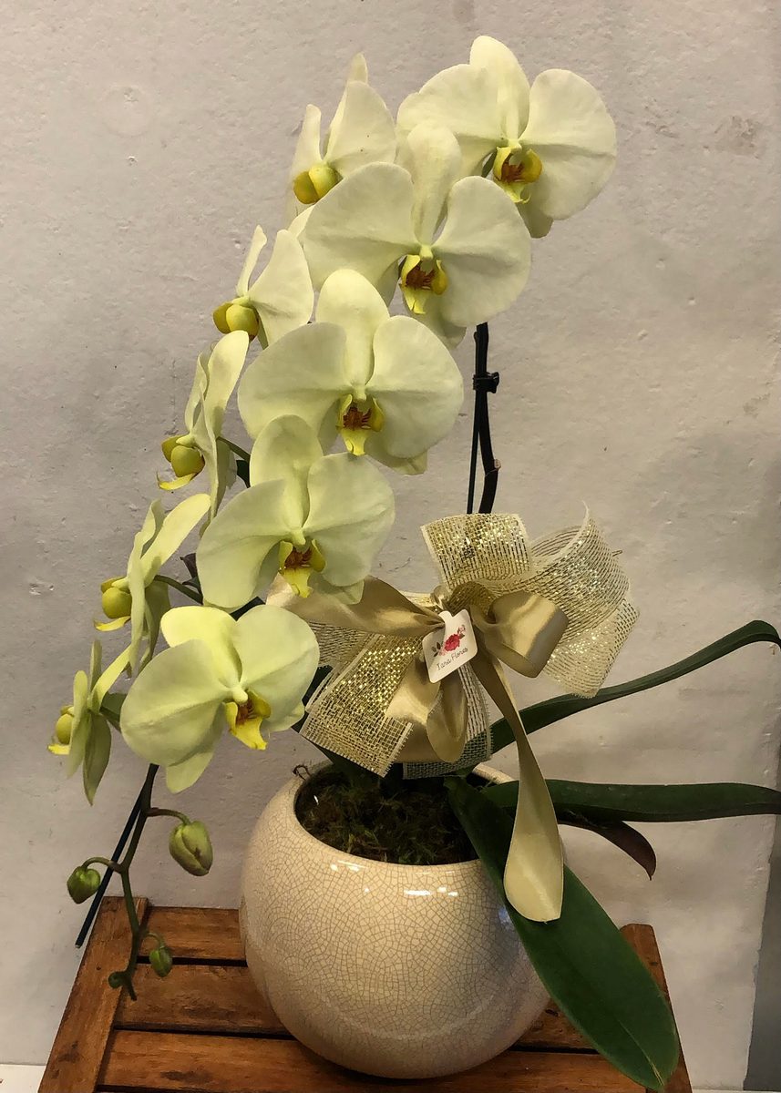Orquídea cascata  cachepô vitrificado